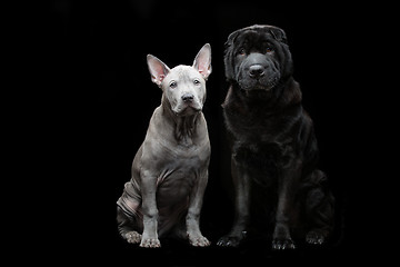 Image showing Beautiful dogs on black background 