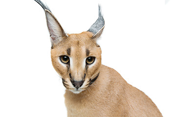 Image showing Beautiful caracal lynx isolated on white