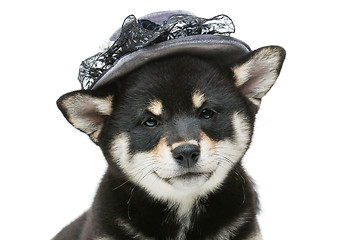 Image showing Beautiful shiba inu puppy in grey hat