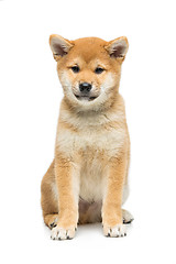 Image showing Beautiful shiba inu puppy isolated on white