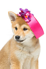 Image showing Beautiful shiba inu puppy in pink hat