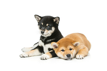 Image showing Beautiful shiba inu puppies isolated on white