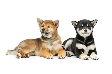 Image showing Beautiful shiba inu puppies isolated on white