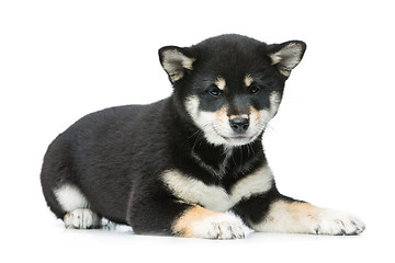 Image showing Beautiful shiba inu puppy isolated on white