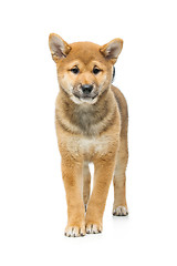 Image showing Beautiful shiba inu puppy isolated on white