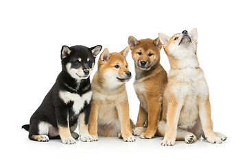 Image showing Beautiful shiba inu puppies isolated on white