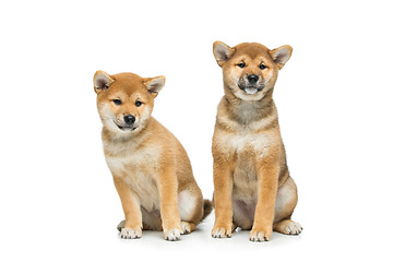 Image showing Beautiful shiba inu puppy isolated on white