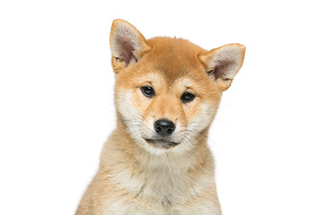 Image showing Beautiful shiba inu puppy isolated on white