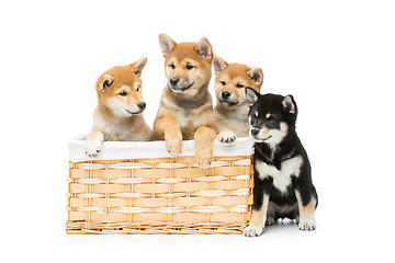 Image showing Beautiful shiba inu puppies in basket