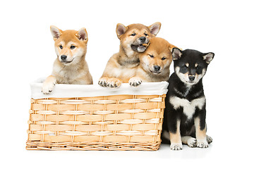 Image showing Beautiful shiba inu puppies in basket