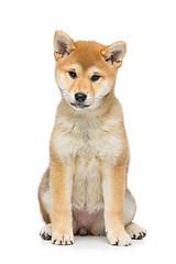 Image showing Beautiful shiba inu puppy isolated on white