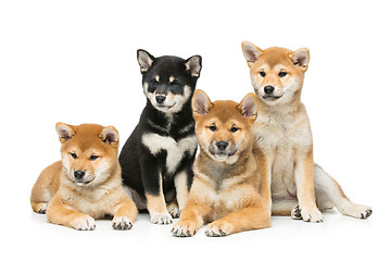 Image showing Beautiful shiba inu puppies isolated on white