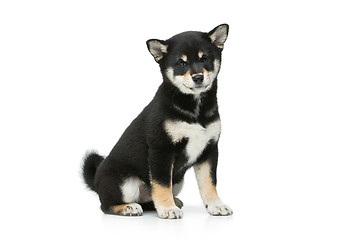 Image showing Beautiful shiba inu puppy isolated on white