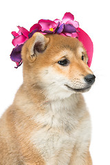 Image showing Beautiful shiba inu puppy in pink hat