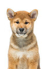 Image showing Beautiful shiba inu puppy isolated on white