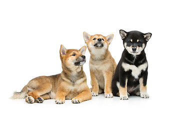 Image showing Beautiful shiba inu puppies isolated on white