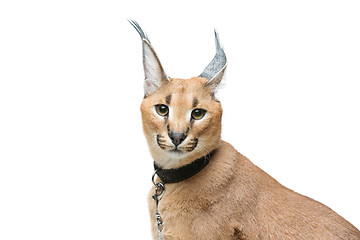 Image showing Beautiful caracal lynx isolated on white