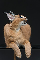 Image showing Beautiful caracal lynx over black background