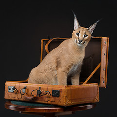 Image showing Beautiful caracal lynx over black background