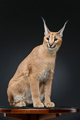 Image showing Beautiful caracal lynx over black background