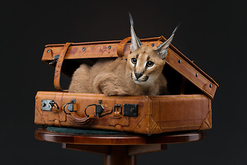 Image showing Beautiful caracal lynx over black background