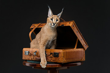 Image showing Beautiful caracal lynx over black background