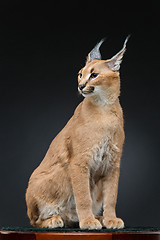 Image showing Beautiful caracal lynx over black background