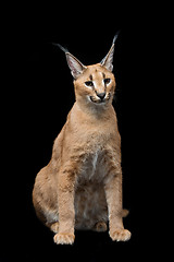 Image showing Beautiful caracal lynx over black background