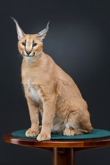 Image showing Beautiful caracal lynx over black background