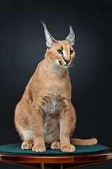 Image showing Beautiful caracal lynx over black background