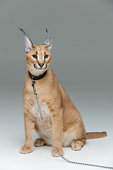 Image showing Beautiful caracal lynx sitting over grey background