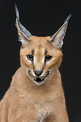 Image showing Beautiful caracal lynx over black background