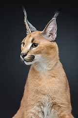 Image showing Beautiful caracal lynx over black background