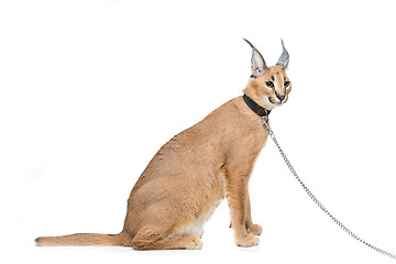 Image showing Beautiful caracal lynx isolated on white