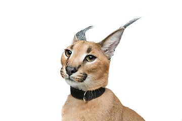 Image showing Beautiful caracal lynx isolated on white