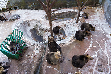 Image showing Bear in zoo park