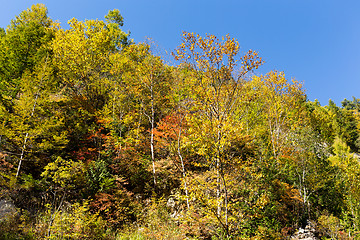 Image showing Autumn forest