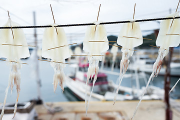 Image showing Hanging dried squid along seaside