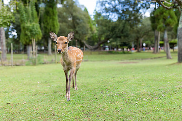 Image showing Deer in the park