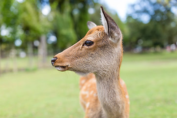 Image showing Cute Wild deer