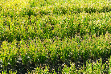 Image showing Paddy Rice field 