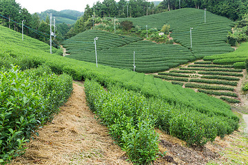 Image showing Tea farm