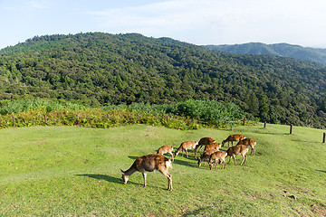 Image showing Deer eating grass together