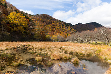 Image showing Autumn forest in Nikko