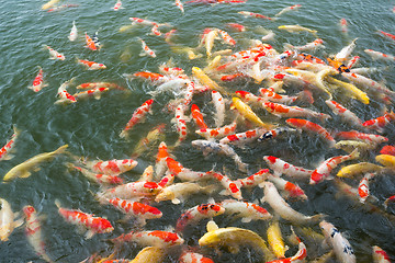 Image showing Feeding Carp fish