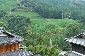 Image showing Tea farm and japanese house