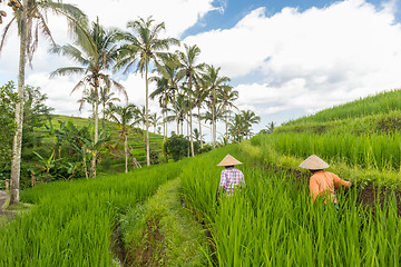 Image showing Female farmers working in Jatiluwih rice terrace plantations on Bali, Indonesia, south east Asia.