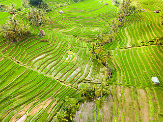 Image showing Drone view of Jatiluwih rice terraces and plantation in Bali, Indonesia, with palm trees and paths.