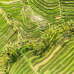 Image showing Drone view of Jatiluwih rice terraces and plantation in Bali, Indonesia, with palm trees and paths.