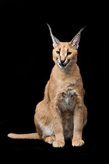 Image showing Beautiful caracal lynx over black background